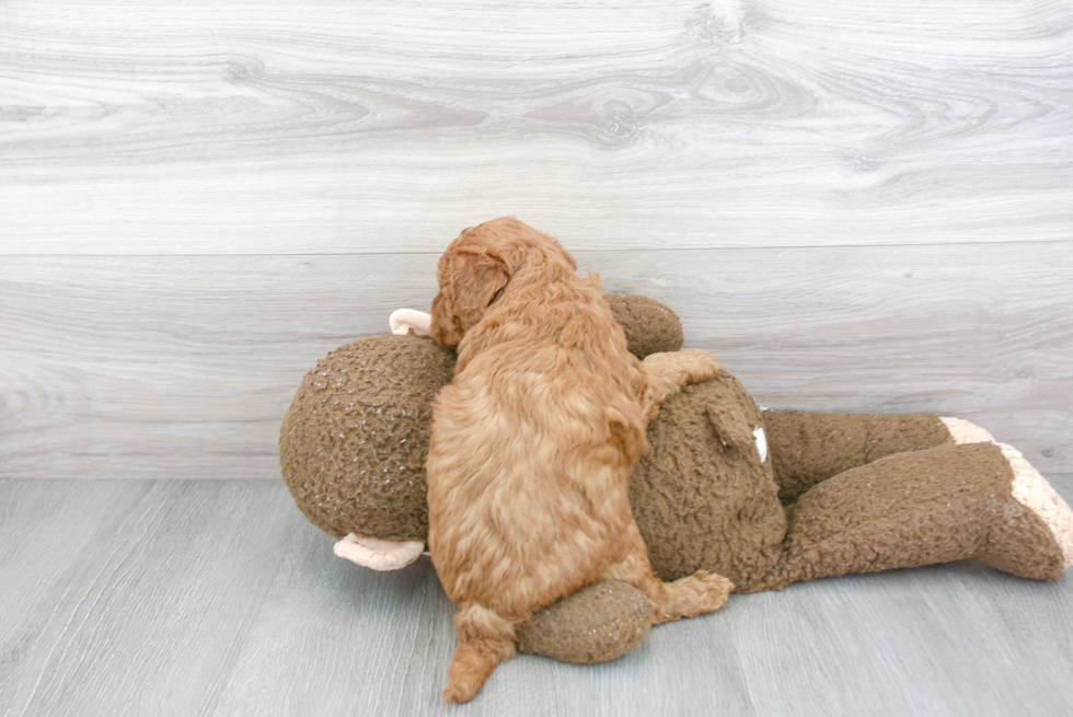 Mini Goldendoodle Puppy for Adoption