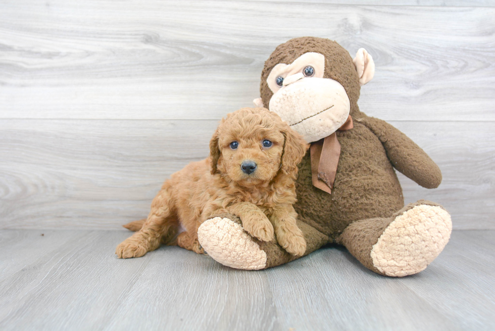 Mini Goldendoodle Pup Being Cute