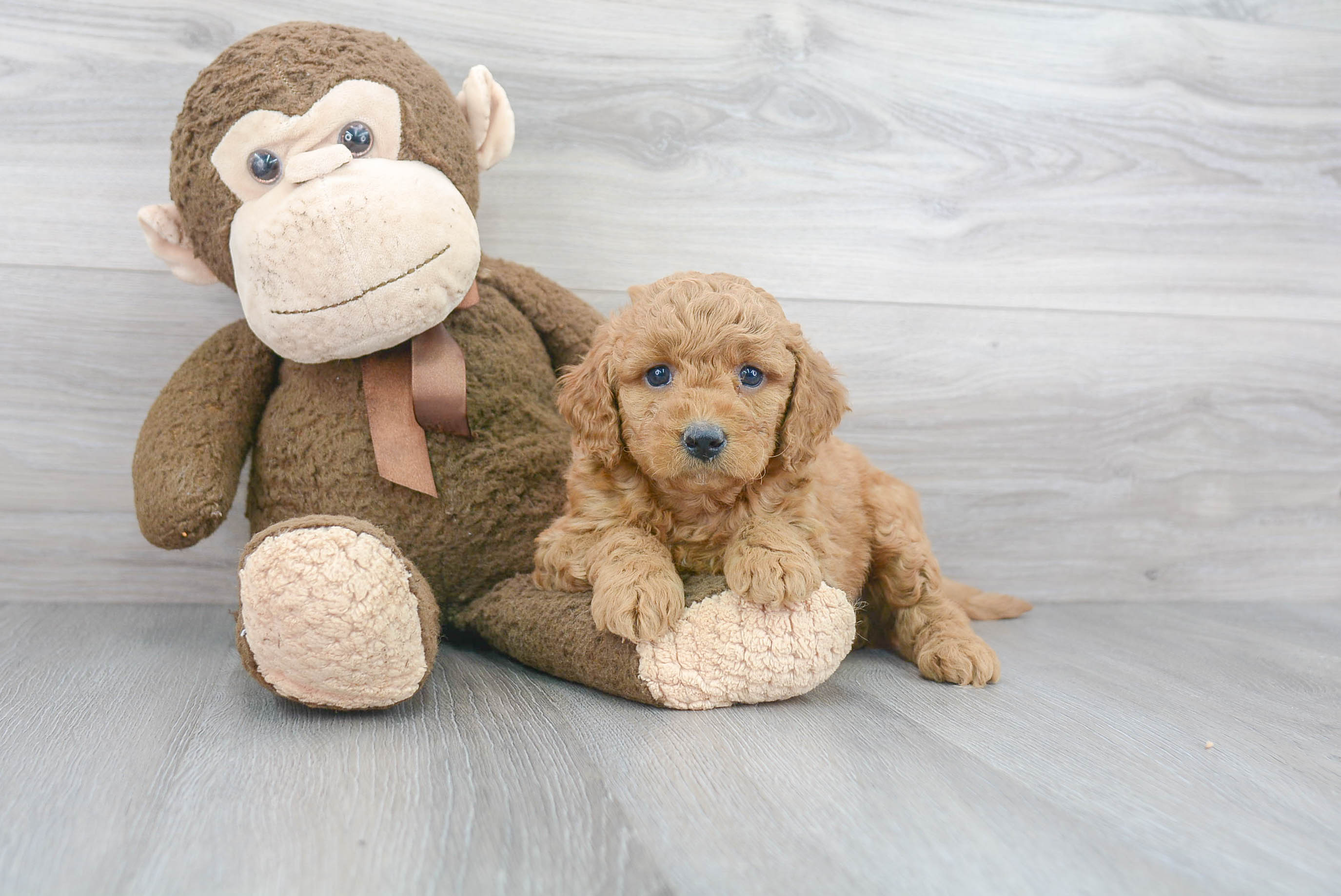 Mini Goldendoodle Puppy for Adoption