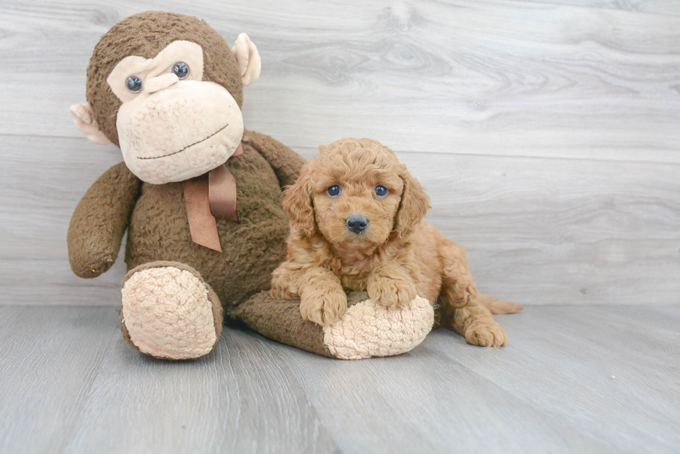 Mini Goldendoodle Puppy for Adoption