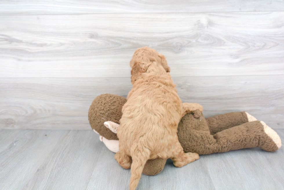 Mini Goldendoodle Pup Being Cute