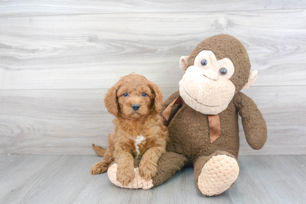 Energetic Golden Retriever Poodle Mix Puppy