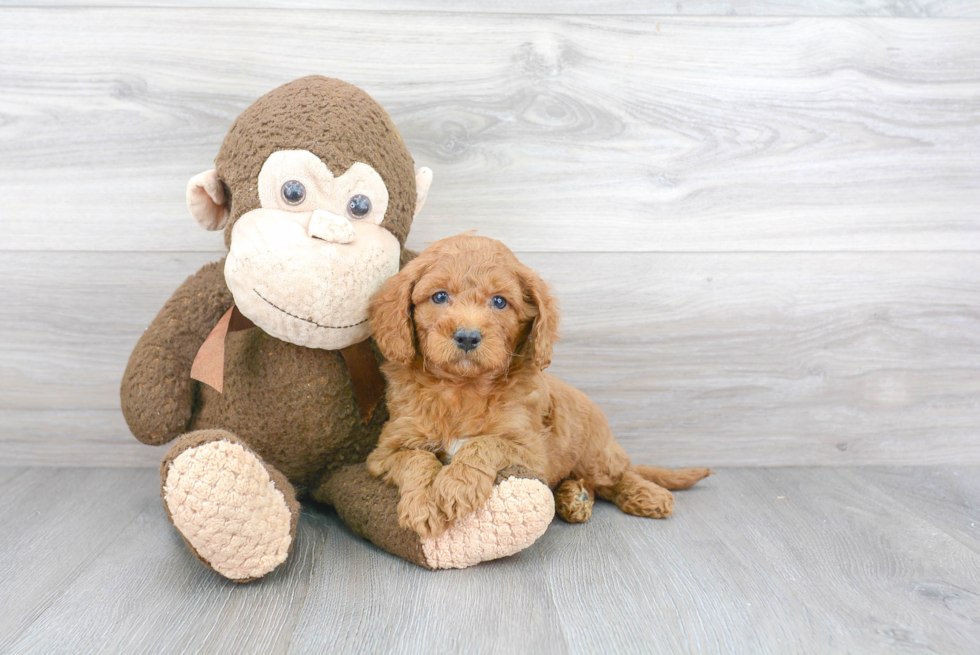 Popular Mini Goldendoodle Poodle Mix Pup