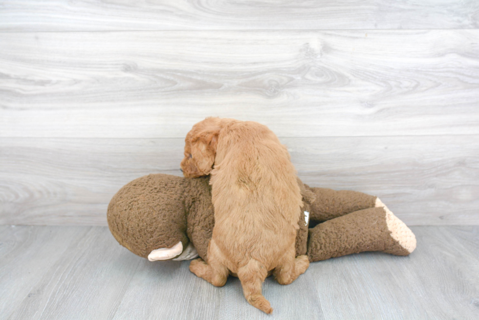 Happy Mini Goldendoodle Baby