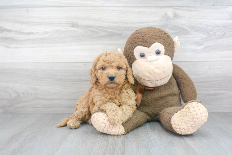 Happy Mini Goldendoodle Baby