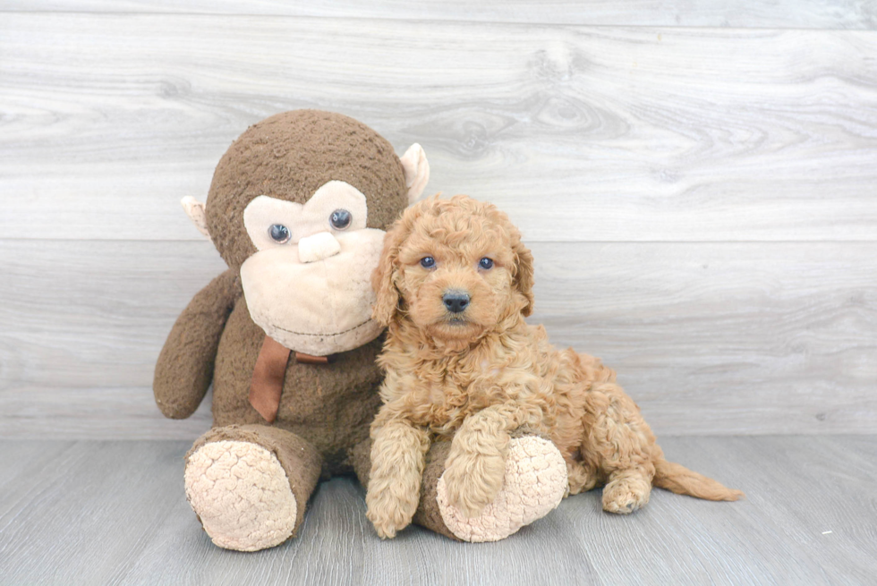 Smart Mini Goldendoodle Poodle Mix Pup