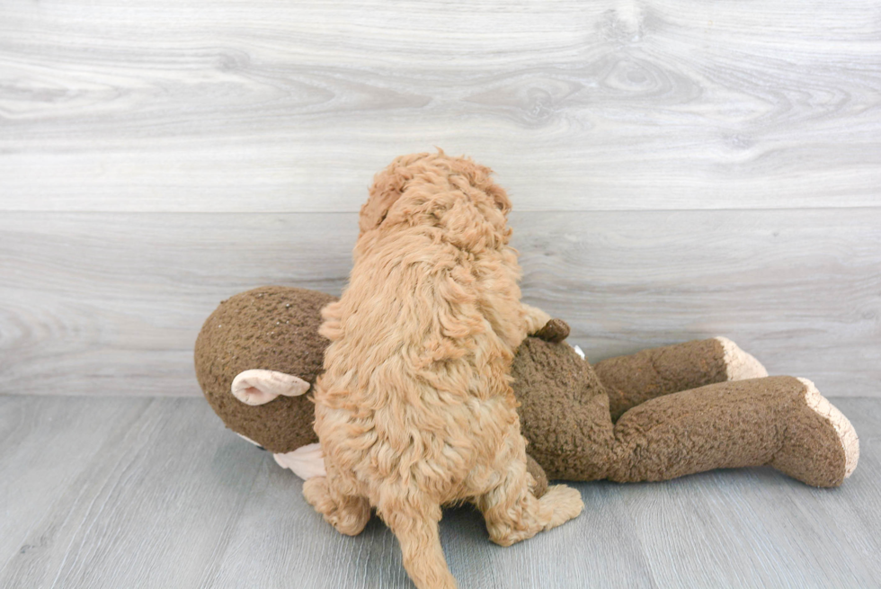 Mini Goldendoodle Pup Being Cute