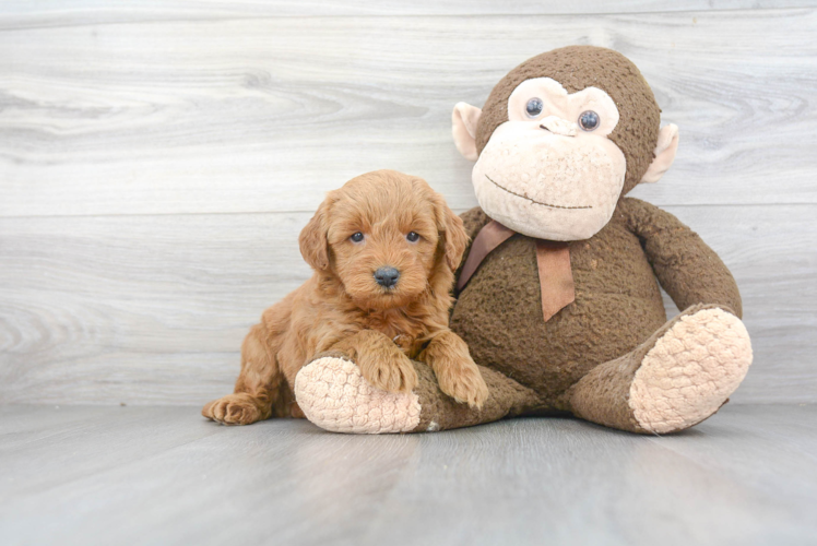 Mini Goldendoodle Puppy for Adoption