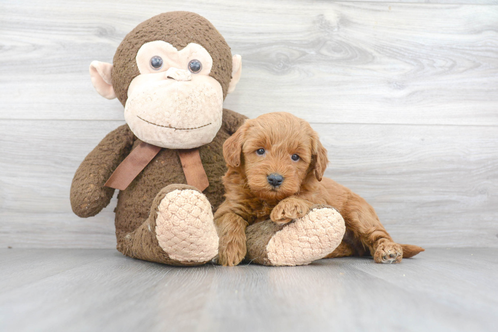 Mini Goldendoodle Puppy for Adoption