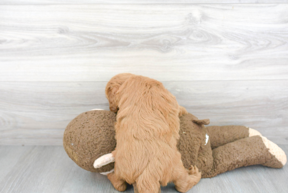 Popular Mini Goldendoodle Poodle Mix Pup