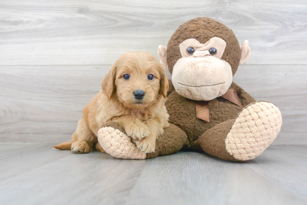 Mini Goldendoodle Puppy for Adoption