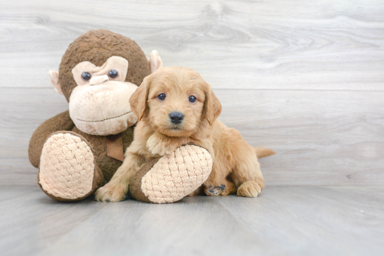 Petite Mini Goldendoodle Poodle Mix Pup