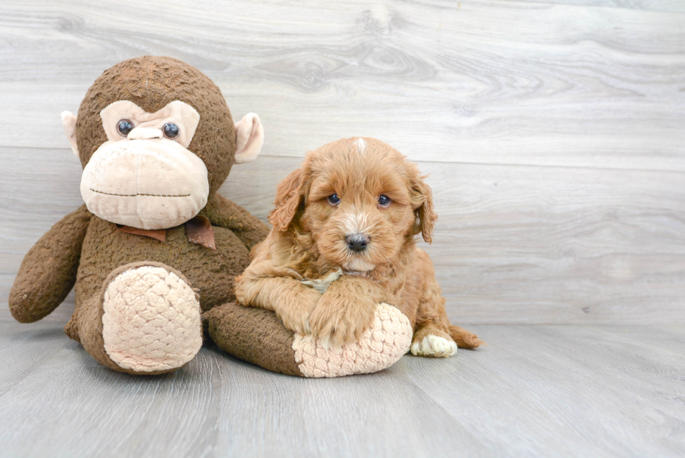 Smart Mini Goldendoodle Poodle Mix Pup