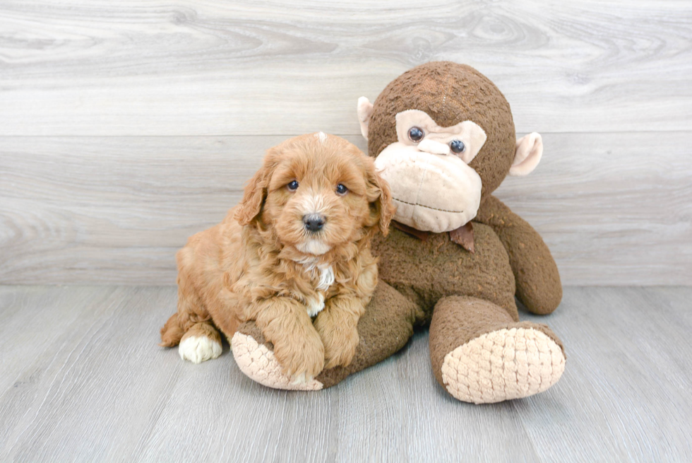 Funny Mini Goldendoodle Poodle Mix Pup