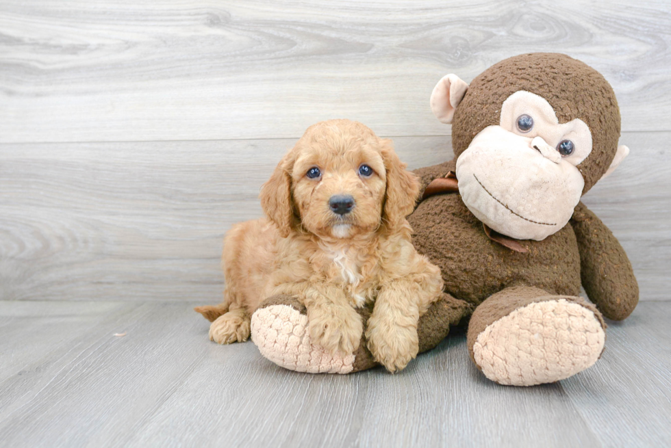 Mini Goldendoodle Puppy for Adoption