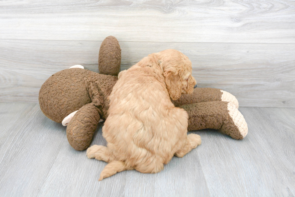 Cute Mini Goldendoodle Baby