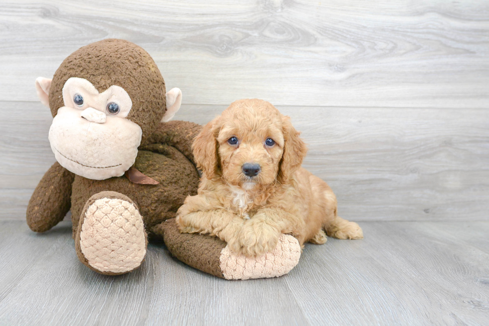 Best Mini Goldendoodle Baby