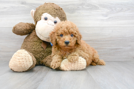 Mini Goldendoodle Pup Being Cute