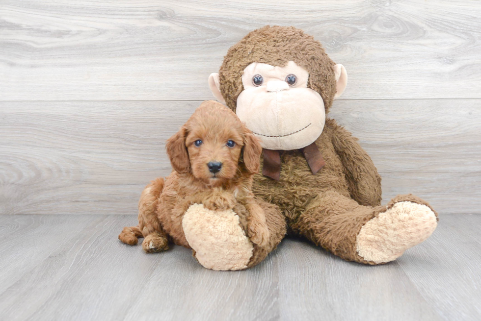 Mini Goldendoodle Pup Being Cute