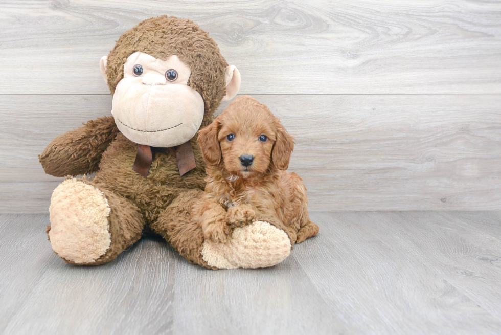 Funny Mini Goldendoodle Poodle Mix Pup