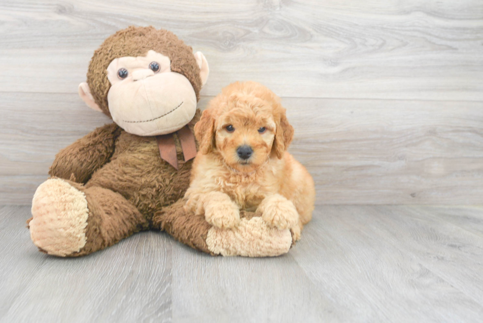 Mini Goldendoodle Pup Being Cute