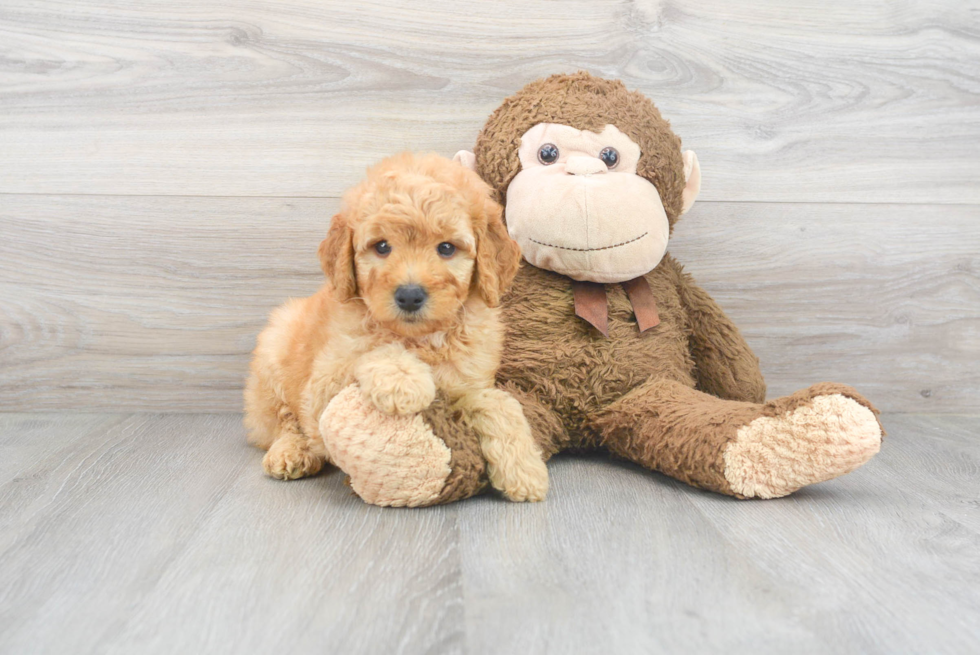 Playful Golden Retriever Poodle Mix Puppy