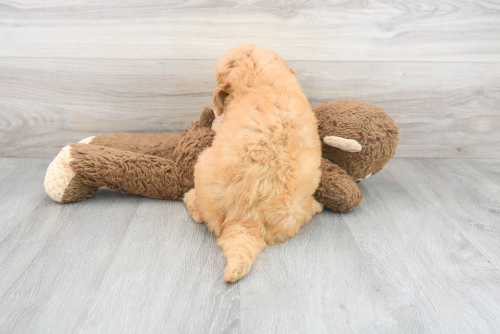 Mini Goldendoodle Pup Being Cute