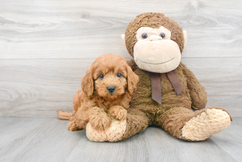 Mini Goldendoodle Pup Being Cute