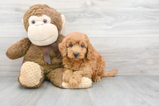 Best Mini Goldendoodle Baby