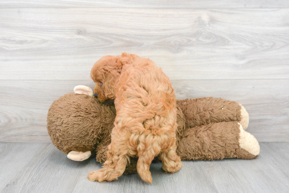 Best Mini Goldendoodle Baby