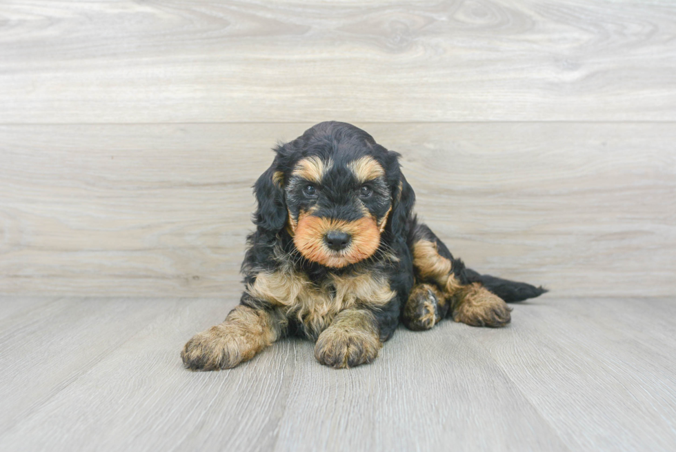 Mini Goldendoodle Puppy for Adoption