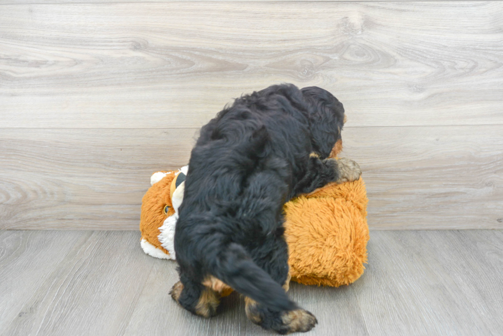 Mini Goldendoodle Pup Being Cute