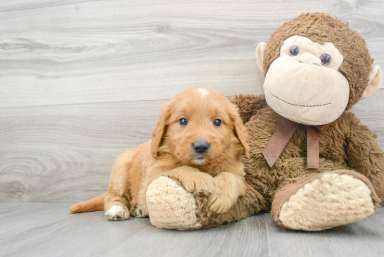 Best Mini Goldendoodle Baby