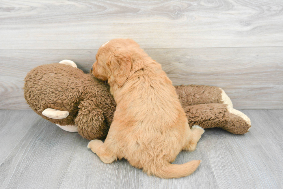 Mini Goldendoodle Puppy for Adoption