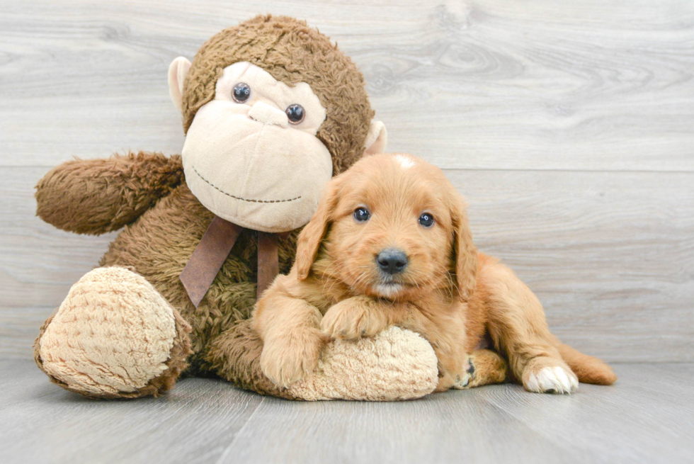 Fluffy Mini Goldendoodle Poodle Mix Pup