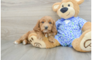 Mini Goldendoodle Puppy for Adoption