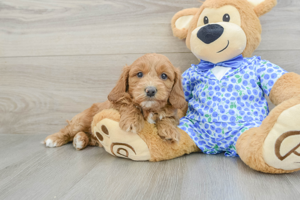 Mini Goldendoodle Puppy for Adoption