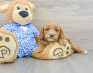 10 week old Mini Goldendoodle Puppy For Sale - Premier Pups