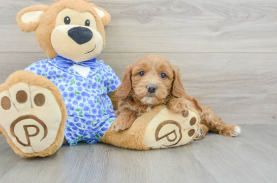 Funny Mini Goldendoodle Poodle Mix Pup