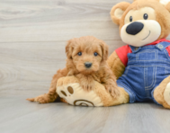 8 week old Mini Goldendoodle Puppy For Sale - Premier Pups