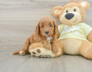 7 week old Mini Goldendoodle Puppy For Sale - Premier Pups