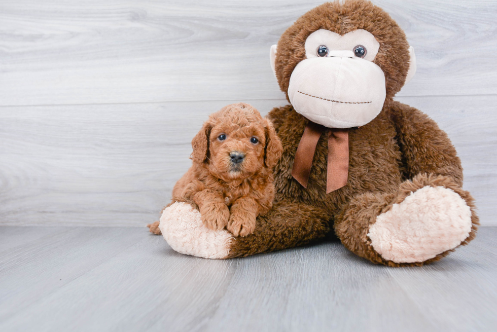 Mini Goldendoodle Pup Being Cute