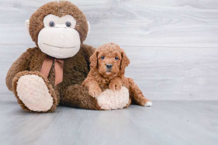 Fluffy Mini Goldendoodle Poodle Mix Pup