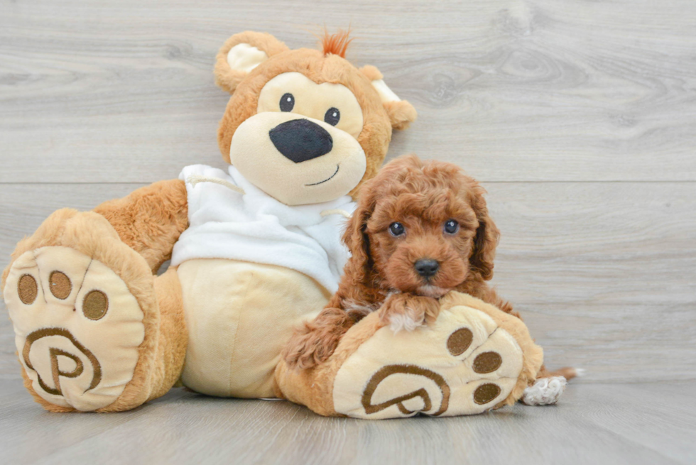 Best Mini Goldendoodle Baby