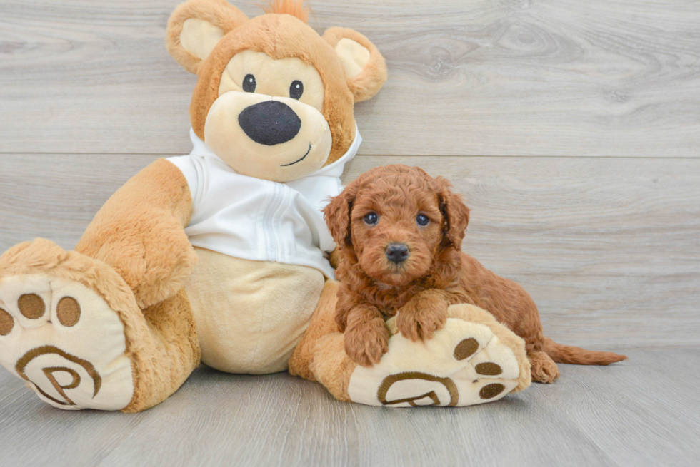 Fluffy Mini Goldendoodle Poodle Mix Pup