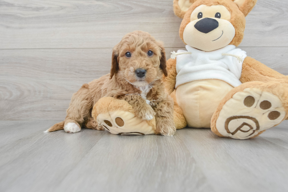 Little Golden Retriever Poodle Mix Puppy