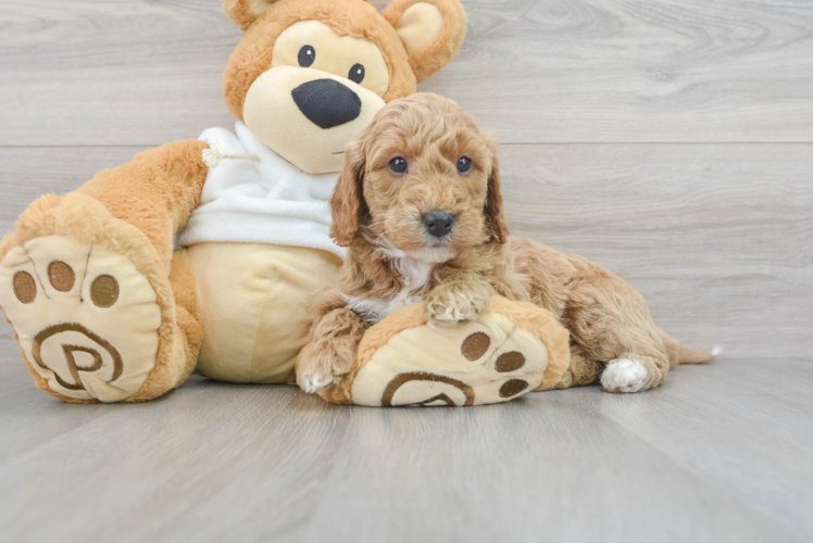 Mini Goldendoodle Pup Being Cute