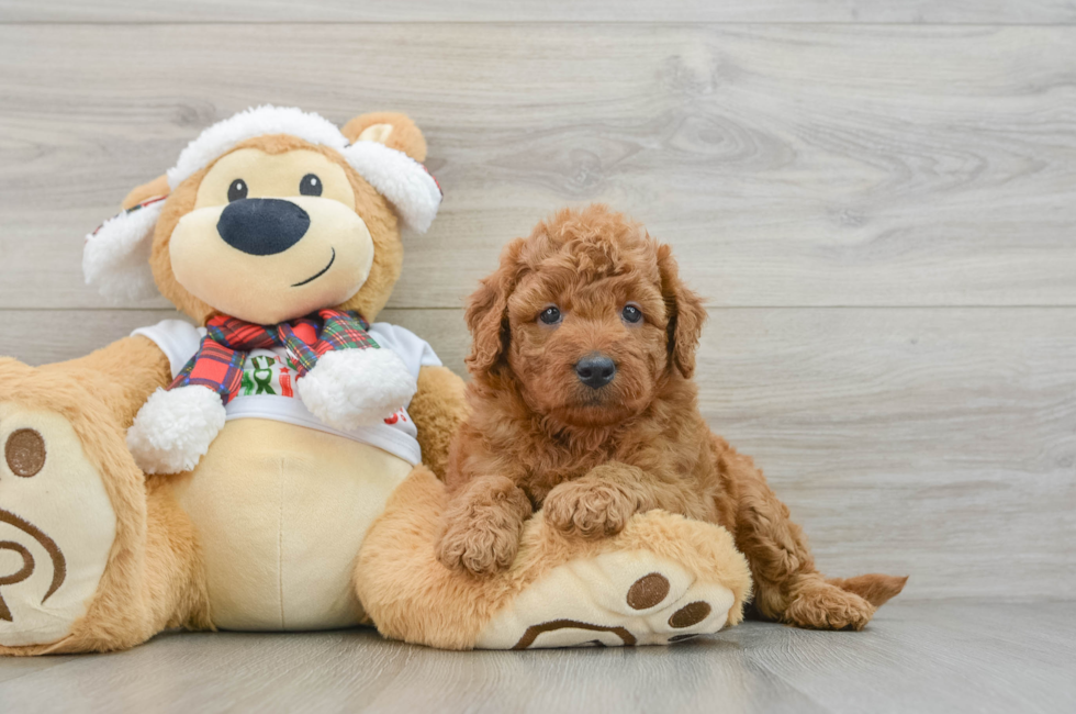 5 week old Mini Goldendoodle Puppy For Sale - Premier Pups