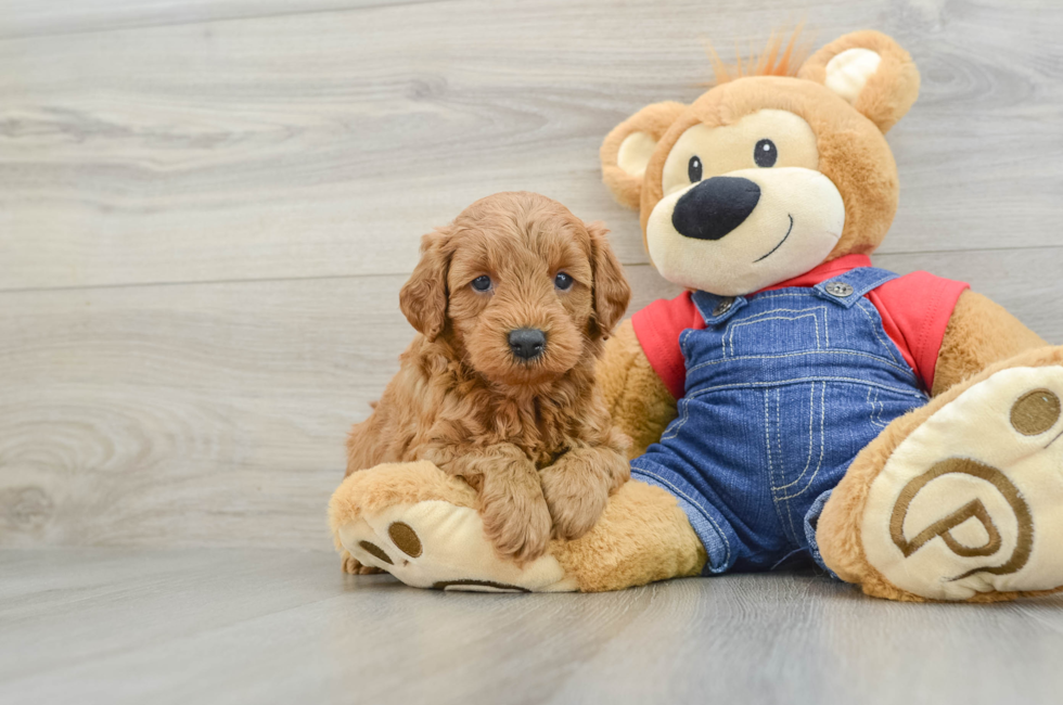 5 week old Mini Goldendoodle Puppy For Sale - Premier Pups