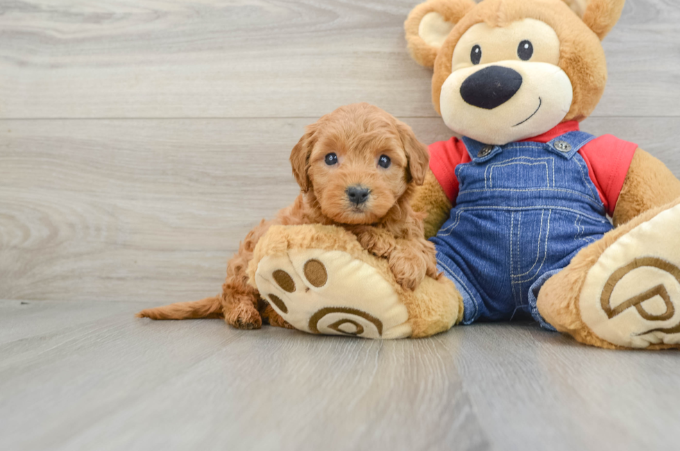 6 week old Mini Goldendoodle Puppy For Sale - Premier Pups